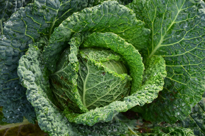 Folate and Fertility